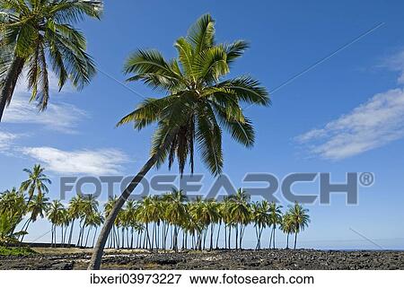 Palm grove, Pu'uhonua O Honaunau National Historical Park, Big Island, Hawaii View Large Photo Image Stock Photo - Palm grove, Pu'uhonua O Honaunau National Historical Park, Big Island, Hawaii. Fotosearch