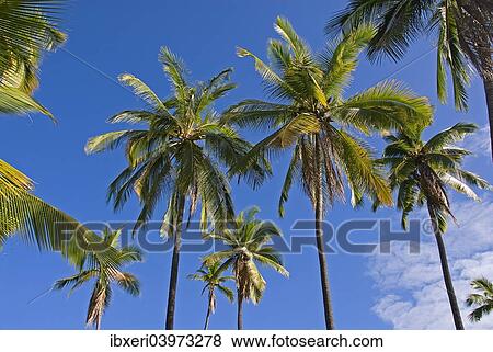 Palm grove, Pu'uhonua O Honaunau National Historical Park, Big Island, Hawaii View Large Photo Image Stock Photo - Palm grove, Pu'uhonua O Honaunau National Historical Park, Big Island, Hawaii. Fotosearch