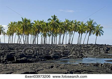 Palm grove, Pu'uhonua O Honaunau National Historical Park, Big Island, Hawaii View Large Photo Image Stock Photograph - Palm grove, Pu'uhonua O Honaunau National Historical Park, Big Island, Hawaii. Fotosearch