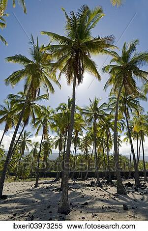 Palm grove, Pu'uhonua O Honaunau National Historical Park, Big Island, Hawaii View Large Photo Image Stock Photography - Palm grove, Pu'uhonua O Honaunau National Historical Park, Big Island, Hawaii. Fotosearch