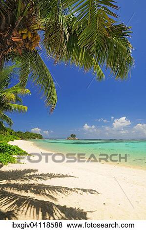 Palm tree on the beach of Anse Royal, Mahe Island, Seychelles, Africa View Large Photo Image Stock Photo - Palm tree on the beach of Anse Royal, Mahe Island, Seychelles, Africa. Fotosearch