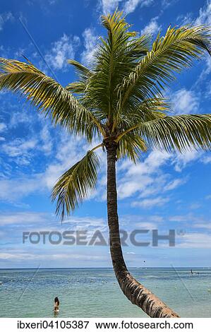 Palm tree on the beach of Flic-en-Flac, Mauritius, Indian Ocean, Africa View Large Photo Image Stock Photo - Palm tree on the beach of Flic-en-Flac, Mauritius, Indian Ocean, Africa. Fotosearch