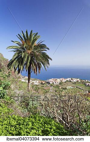 Palm tree, view of Agulo, La Gomera, Canary Islands, Spain, Europe View Large Photo Image Picture - Palm tree, view of Agulo, La Gomera, Canary Islands, Spain, Europe. Fotosearch