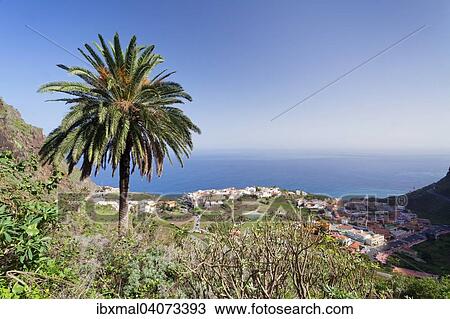 Palm tree, view of Agulo, La Gomera, Canary Islands, Spain, Europe View Large Photo Image Stock Image - Palm tree, view of Agulo, La Gomera, Canary Islands, Spain, Europe. Fotosearch