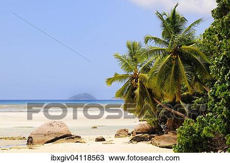 Stock Image - Palm trees on the beach of Anse la Mouche, Mahe Island, Seychelles, Africa. Fotosearch