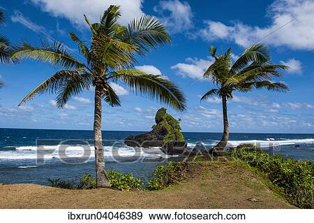 Palm trees on the east coast of Tutuila island, American Samoa, South Pacific, Oceania View Large Photo Image Stock Photo - Palm trees on the east coast of Tutuila island, American Samoa, South Pacific, Oceania. Fotosearch