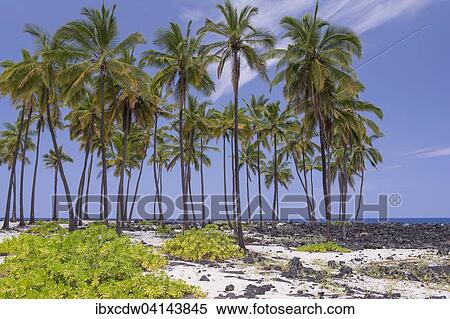 Stock Photography - Palms, Pu'uhonua o Honaunau National Historical Park, Big Island, Hawaii, USA. Fotosearch