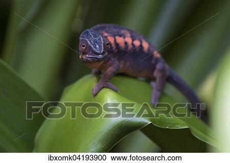 Stock Image - Panther Chameleon (Furcifer pardalis), female, captive, native to Madagascar. Fotosearch