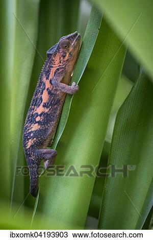 Panther Chameleon (Furcifer pardalis), female, captive, native to Madagascar View Large Photo Image Stock Image - Panther Chameleon (Furcifer pardalis), female, captive, native to Madagascar. Fotosearch
