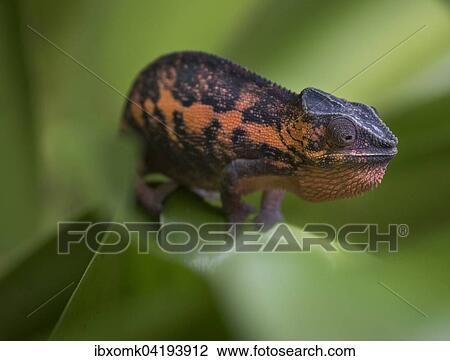 Panther Chameleon (Furcifer pardalis), female, captive, native to Madagascar View Large Photo Image Stock Image - Panther Chameleon (Furcifer pardalis), female, captive, native to Madagascar. Fotosearch
