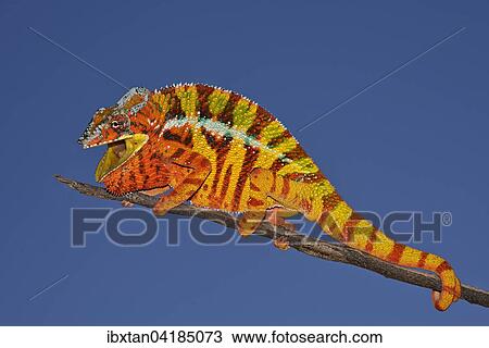 Stock Image - Panther Chameleon (Furcifer pardalis), male in threatening posture, Madagascar, Africa. Fotosearch