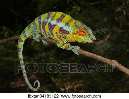 Panther Chameleon (Furcifer pardalis), male in mating colours, near Ankify, Madagascar, Africa View Large Photo Image Stock Image - Panther Chameleon (Furcifer pardalis), male in mating colours, near Ankify, Madagascar, Africa. Fotosearch