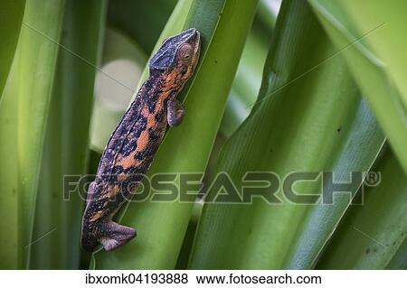 Panther Chameleon (Furcifer pardalis), female, captive, native to Madagascar View Large Photo Image Stock Photo - Panther Chameleon (Furcifer pardalis), female, captive, native to Madagascar. Fotosearch