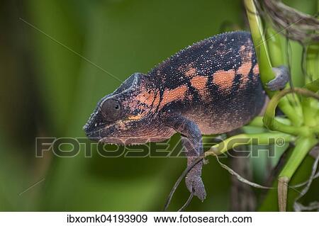 Panther Chameleon (Furcifer pardalis), female, captive, native to Madagascar View Large Photo Image Stock Photo - Panther Chameleon (Furcifer pardalis), female, captive, native to Madagascar. Fotosearch