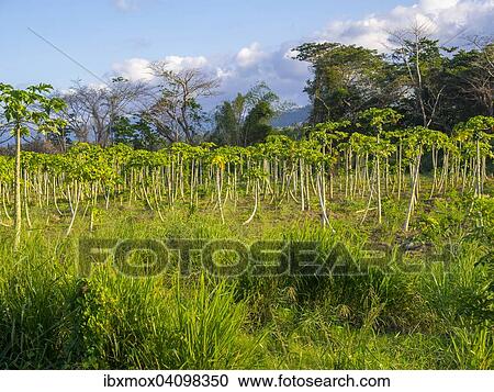Papaya (Carica papaya) plantation, Jack's rock, Saint Mary, Jamaica, North America View Large Photo Image Stock Image - Papaya (Carica papaya) plantation, Jack's rock, Saint Mary, Jamaica, North America. Fotosearch