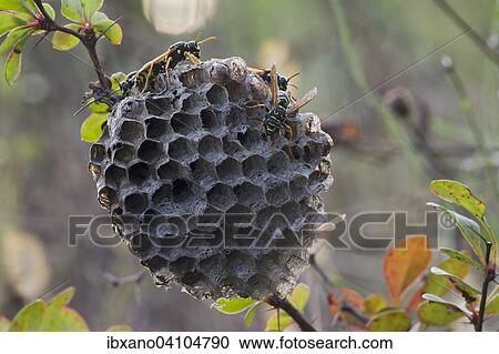Paper Wasps (Polistes Nimpha) at nest, Tyrol, Austria, Europe View Large Photo Image Stock Image - Paper Wasps (Polistes Nimpha) at nest, Tyrol, Austria, Europe. Fotosearch