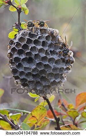 Paper Wasps (Polistes Nimpha) at nest, Tyrol, Austria, Europe View Large Photo Image Stock Photo - Paper Wasps (Polistes Nimpha) at nest, Tyrol, Austria, Europe. Fotosearch