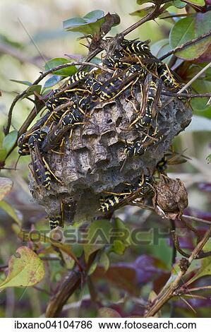 Paper Wasps (Polistes Nimpha) at nest, Tyrol, Austria, Europe View Large Photo Image Stock Photograph - Paper Wasps (Polistes Nimpha) at nest, Tyrol, Austria, Europe. Fotosearch