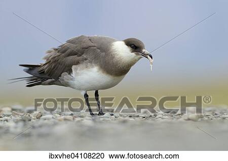Parasitic jaeger or Arctic Skua (Stercorarius parasiticus), feeding, Longyearbyen, Spitsbergen, Norway, Europe View Large Photo Image Stock Image - Parasitic jaeger or Arctic Skua (Stercorarius parasiticus), feeding, Longyearbyen, Spitsbergen, Norway, Europe. Fotosearch