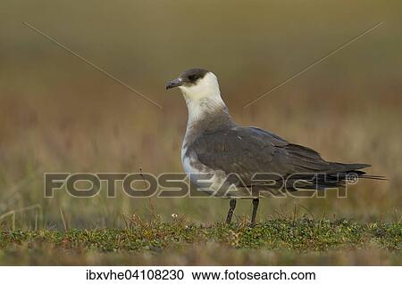 Parasitic jaeger or Arctic Skua (Stercorarius parasiticus) in the evening light, Longyearbyen, Spitsbergen, Norway, Europe View Large Photo Image Stock Image - Parasitic jaeger or Arctic Skua (Stercorarius parasiticus) in the evening light, Longyearbyen, Spitsbergen, Norway, Europe. Fotosearch
