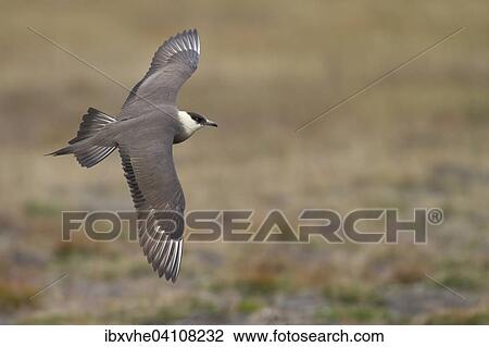Parasitic jaeger or Arctic Skua (Stercorarius parasiticus) in flight, wings spread, Longyearbyen, Spitsbergen, Norway, Europe View Large Photo Image Stock Image - Parasitic jaeger or Arctic Skua (Stercorarius parasiticus) in flight, wings spread, Longyearbyen, Spitsbergen, Norway, Europe. Fotosearch