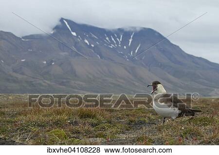 Parasitic jaeger or Arctic Skua (Stercorarius parasiticus) in front of mountain scenery with clouds, Longyearbyen, Spitsbergen, Norway, Europe View Large Photo Image Stock Photo - Parasitic jaeger or Arctic Skua (Stercorarius parasiticus) in front of mountain scenery with clouds, Longyearbyen, Spitsbergen, Norway, Europe. Fotosearch