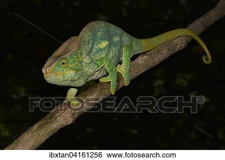 Parson's chameleon (Calumma parson), Ranomafana National Park, Southeastern Madagascar View Large Photo Image Stock Photograph - Parson's chameleon (Calumma parson), Ranomafana National Park, Southeastern Madagascar. Fotosearch