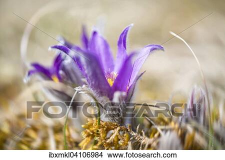 Pasque Flower (Pulsatilla vulgaris), Germany, Europe View Large Photo Image Picture - Pasque Flower (Pulsatilla vulgaris), Germany, Europe. Fotosearch