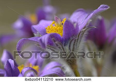 Pasque Flower (Pulsatilla vulgaris), Swabian Alb Biosphere Reserve, Baden-Wurttemberg, Germany, Europe View Large Photo Image Stock Image - Pasque Flower (Pulsatilla vulgaris), Swabian Alb Biosphere Reserve, Baden-Wurttemberg, Germany, Europe. Fotosearch