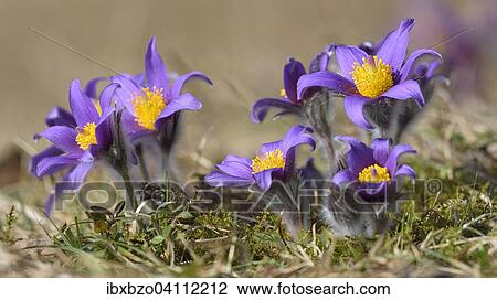 Pasque flower (Pulsatilla vulgaris), Swabian Alb Biosphere Reserve, Baden-Wurttemberg, Germany, Europe View Large Photo Image Stock Image - Pasque flower (Pulsatilla vulgaris), Swabian Alb Biosphere Reserve, Baden-Wurttemberg, Germany, Europe. Fotosearch
