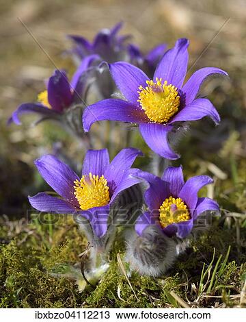 Pasque flower (Pulsatilla vulgaris), Swabian Alb Biosphere Reserve, Baden-Wurttemberg, Germany, Europe View Large Photo Image Stock Image - Pasque flower (Pulsatilla vulgaris), Swabian Alb Biosphere Reserve, Baden-Wurttemberg, Germany, Europe. Fotosearch