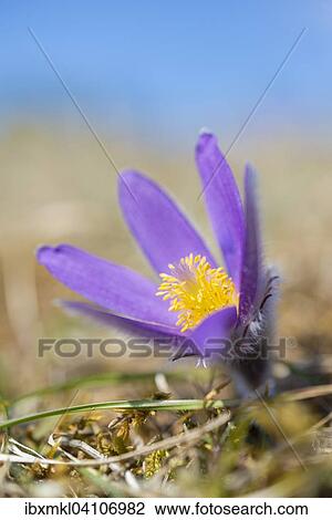 Pasque Flower (Pulsatilla vulgaris), Germany, Europe View Large Photo Image Stock Image - Pasque Flower (Pulsatilla vulgaris), Germany, Europe. Fotosearch