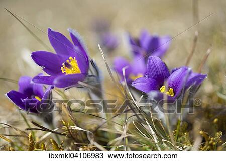 Pasque Flower (Pulsatilla vulgaris), Germany, Europe View Large Photo Image Stock Image - Pasque Flower (Pulsatilla vulgaris), Germany, Europe. Fotosearch