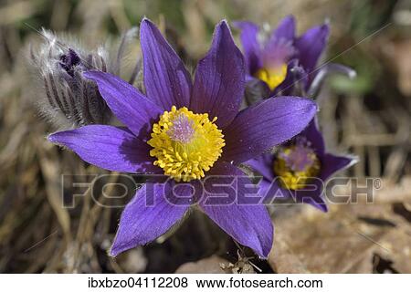 Stock Photo - Pasque Flower (Pulsatilla vulgaris), Swabian Alb Biosphere Reserve, Baden-Wurttemberg, Germany, Europe. Fotosearch