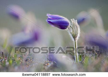 Pasque Flower (Pulsatilla vulgaris), Hesse, Germany, Europe View Large Photo Image Stock Photo - Pasque Flower (Pulsatilla vulgaris), Hesse, Germany, Europe. Fotosearch