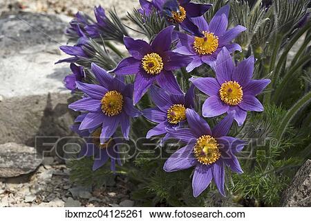 Pasque Flowers (Pulsatilla), Bavaria, Germany, Europe View Large Photo Image Stock Image - Pasque Flowers (Pulsatilla), Bavaria, Germany, Europe. Fotosearch