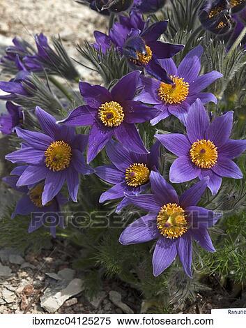 Stock Photography - Pasque Flowers (Pulsatilla), Bavaria, Germany, Europe. Fotosearch
