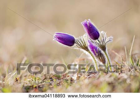 Pasque Flowers (Pulsatilla vulgaris), Hesse, Germany, Europe View Large Photo Image Stock Image - Pasque Flowers (Pulsatilla vulgaris), Hesse, Germany, Europe. Fotosearch