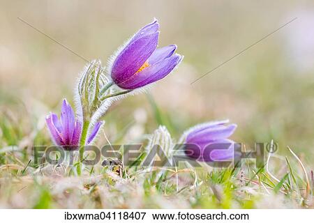 Pasque Flowers (Pulsatilla vulgaris), Hesse, Germany, Europe View Large Photo Image Stock Photo - Pasque Flowers (Pulsatilla vulgaris), Hesse, Germany, Europe. Fotosearch