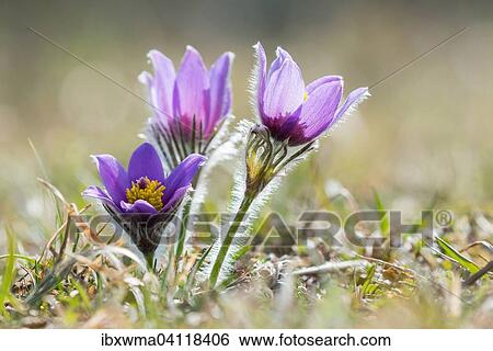 Pasque Flowers (Pulsatilla vulgaris), Hesse, Germany, Europe View Large Photo Image Stock Photograph - Pasque Flowers (Pulsatilla vulgaris), Hesse, Germany, Europe. Fotosearch