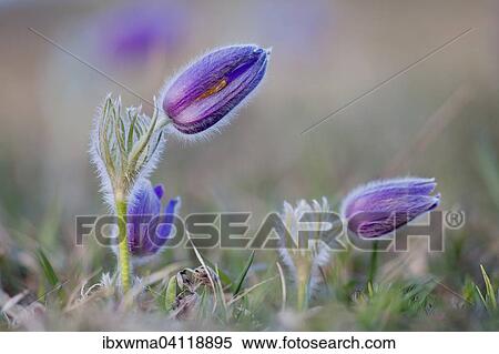 Stock Photography - Pasque Flowers (Pulsatilla vulgaris), Hesse, Germany, Europe. Fotosearch