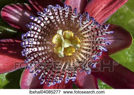 Passionflower (Passiflora), La Gomera, Canary Islands, Spain, Europe View Large Photo Image Stock Photo - Passionflower (Passiflora), La Gomera, Canary Islands, Spain, Europe. Fotosearch