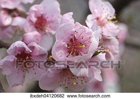 Peach tree (Prunus persica) blossom, Wachau, Lower Austria, Austria, Europe View Large Photo Image Stock Image - Peach tree (Prunus persica) blossom, Wachau, Lower Austria, Austria, Europe. Fotosearch