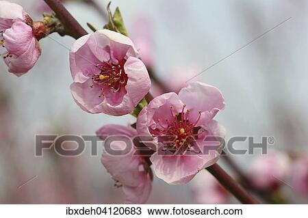Stock Image - Peach tree (Prunus persica) blossom, Wachau, Lower Austria, Austria, Europe. Fotosearch