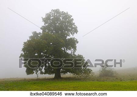 Pedunculate Oak (Quercus robur), autumn landscape, Swabian Jura, Baden-Wurttemberg, Germany, Europe View Large Photo Image Stock Photograph - Pedunculate Oak (Quercus robur), autumn landscape, Swabian Jura, Baden-Wurttemberg, Germany, Europe. Fotosearch