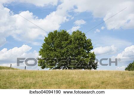 Pedunculate Oak (Quercus robur) in late summer, Lower Saxony, Germany, Europe View Large Photo Image Stock Image - Pedunculate Oak (Quercus robur) in late summer, Lower Saxony, Germany, Europe. Fotosearch