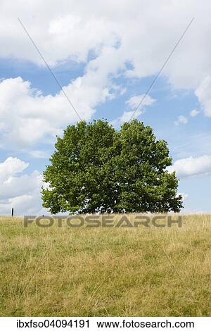 Pedunculate Oak (Quercus robur) in late summer, Lower Saxony, Germany, Europe View Large Photo Image Stock Image - Pedunculate Oak (Quercus robur) in late summer, Lower Saxony, Germany, Europe. Fotosearch