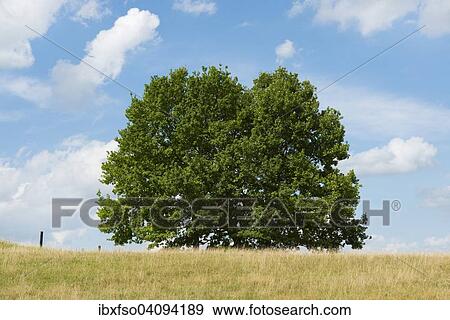 Pedunculate Oak (Quercus robur) in late summer, Lower Saxony, Germany, Europe View Large Photo Image Stock Photo - Pedunculate Oak (Quercus robur) in late summer, Lower Saxony, Germany, Europe. Fotosearch