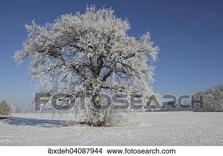 Pedunculate Oak (Quercus robur) in winter, Allgau, Bavaria, Germany, Europe View Large Photo Image Picture - Pedunculate Oak (Quercus robur) in winter, Allgau, Bavaria, Germany, Europe. Fotosearch