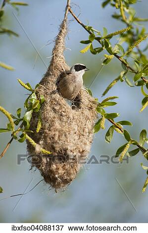 Penduline Tit (Remiz pendulinus) perched on the nest, bag nest hanging from a tree, Thuringia, Germany, Europe View Large Photo Image Stock Photo - Penduline Tit (Remiz pendulinus) perched on the nest, bag nest hanging from a tree, Thuringia, Germany, Europe. Fotosearch